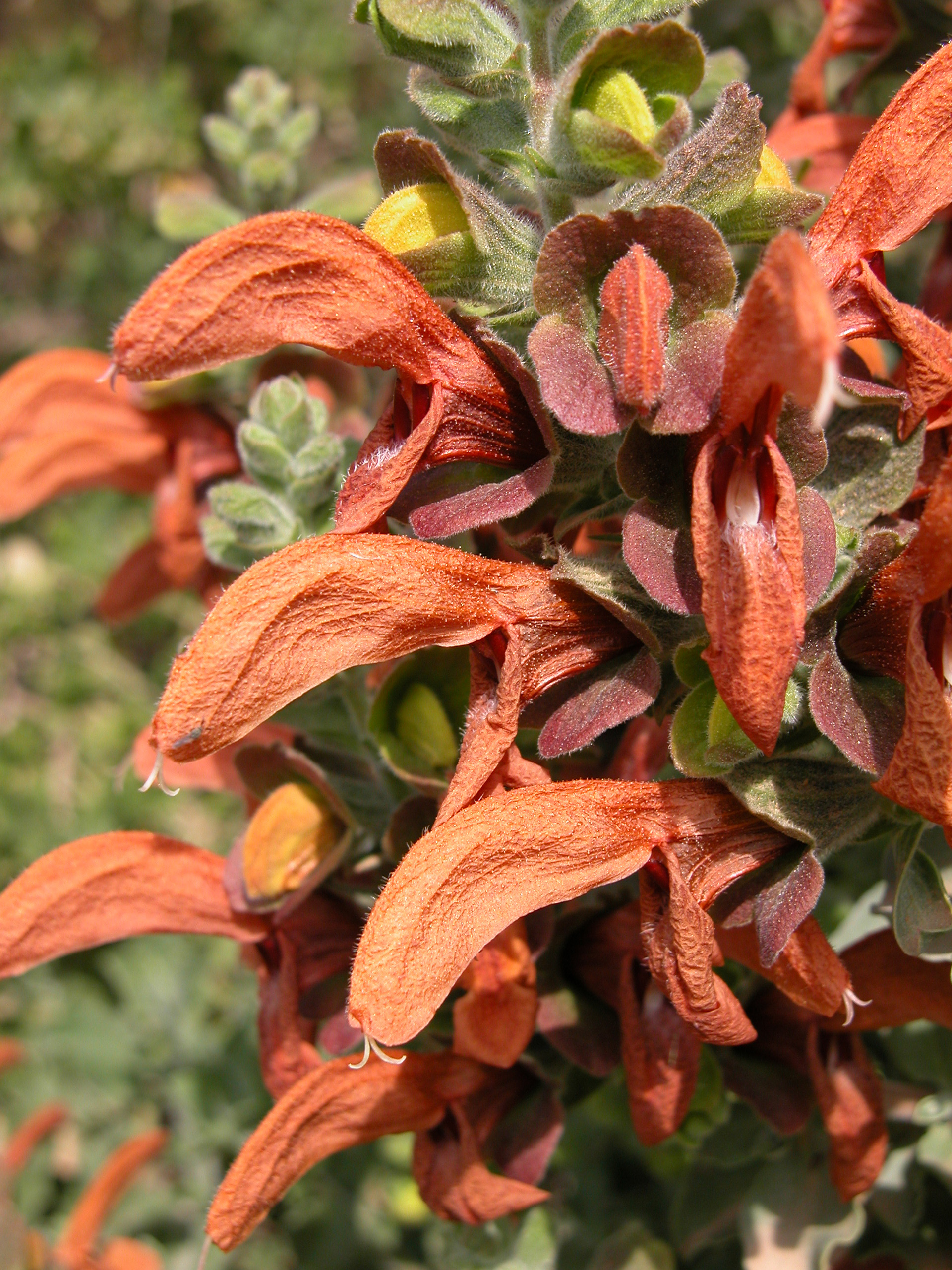 Salvia africana lutea